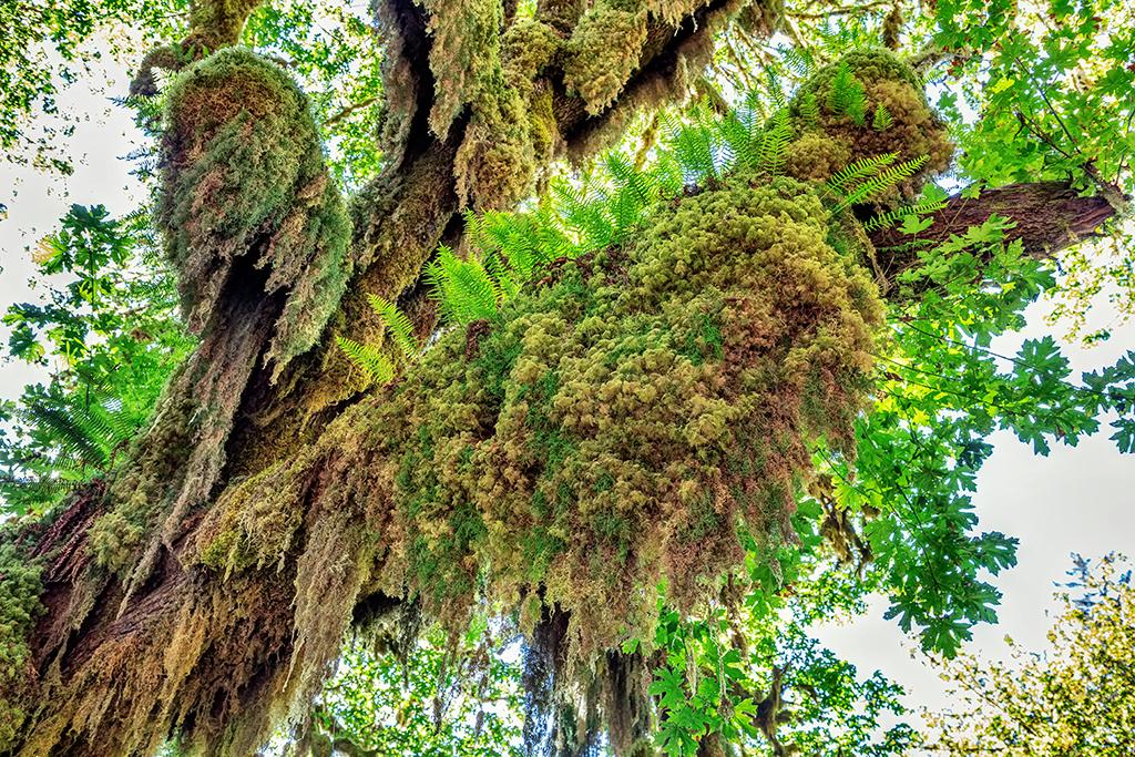 Licorice ferns and bigleaf maple in the Hoh Rain Forest, Olympic National Park / Rebecca Latson