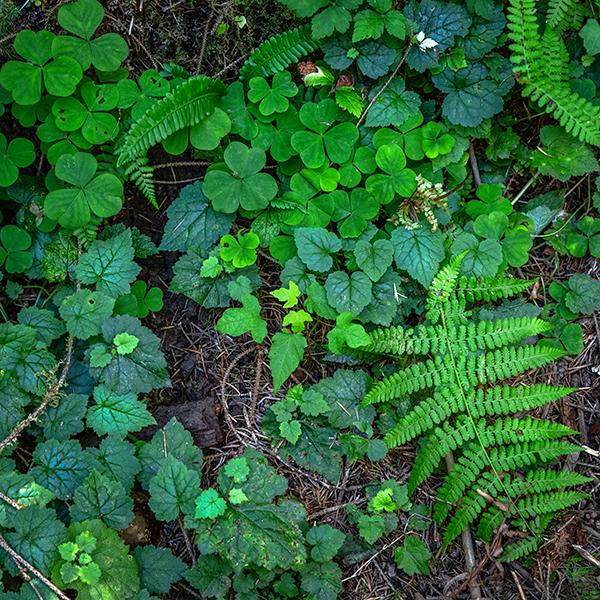 Leafy greens, Hoh Rain Forest, Olympic National Park / Rebecca Latson