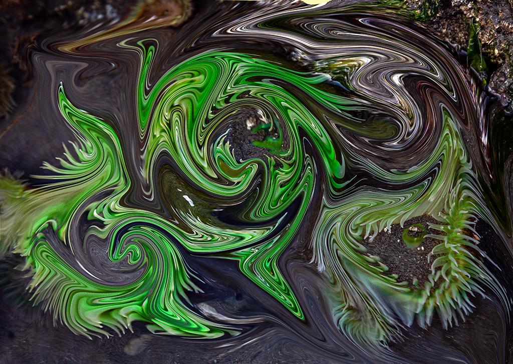 The "liquified" version of green sea anemones, Olympic National Park / Rebecca Latson