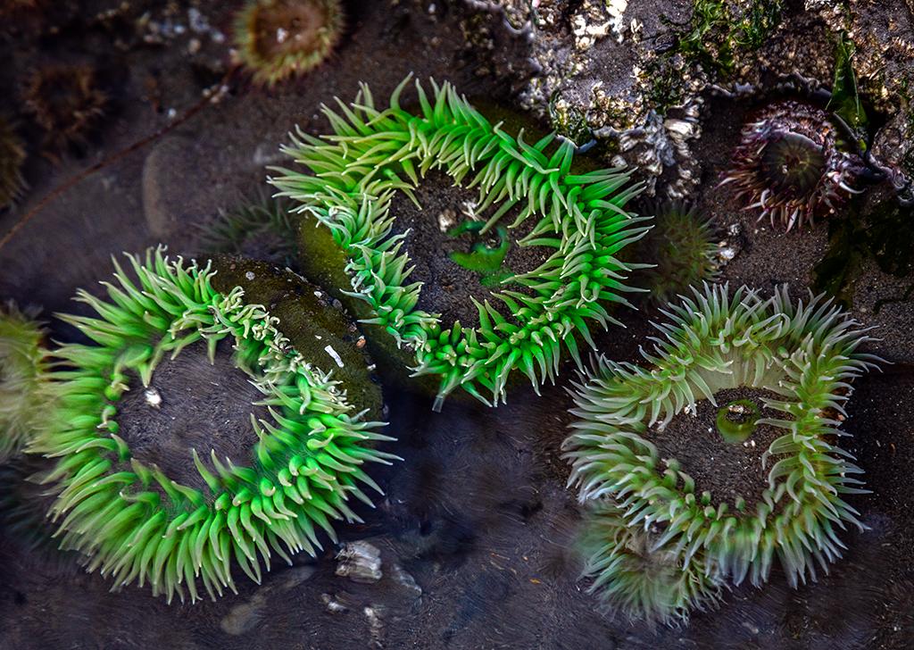 Green anemones in a Ruby Beach tide pool, Olympic National Park / Rebecca Latson