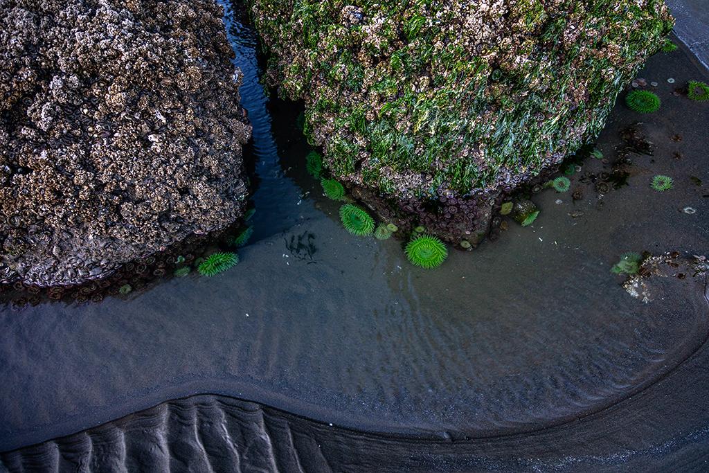 Ruby Beach tide pool life, Olympic National Park / Rebecca Latson