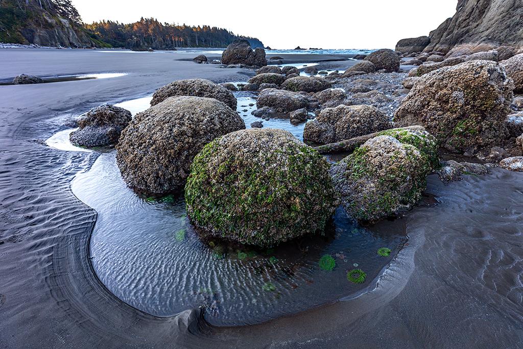 Tide pool activity on Ruby Beach, Olympic National Park / Rebecca Latson
