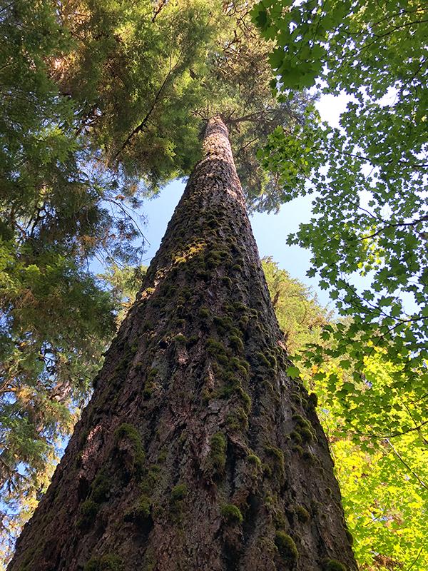 Stretching toward the sunlight, Hoh Rain Forest, Olympic National Park / Rebecca Latson