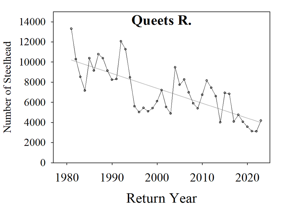 Graph displaying declining trend in total run size of wild steelhead in Queets River system, Olympic National Park / NPS