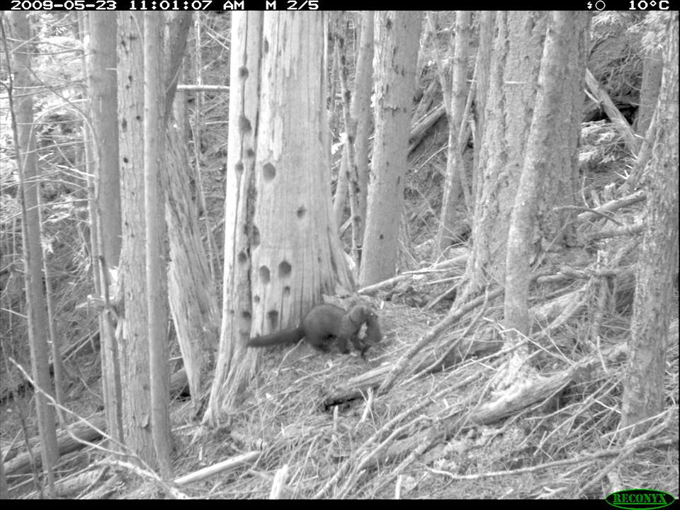Remote cameras captured a female fisher with kits/NPS file