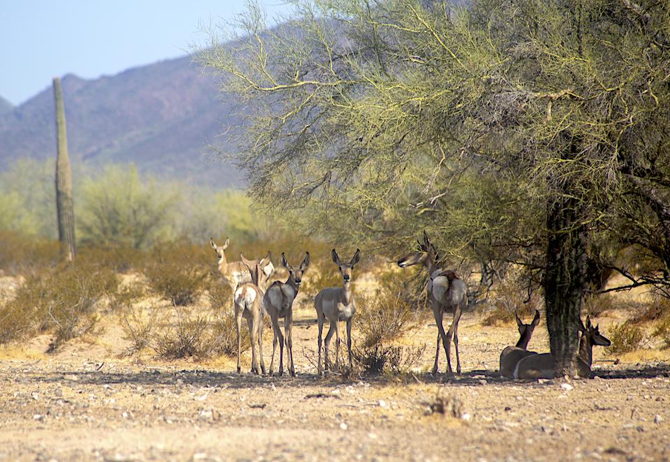 A band of endangered Sonoran Pronghorn at Organ Pipe Cactus National Monument/Kelly Furnas