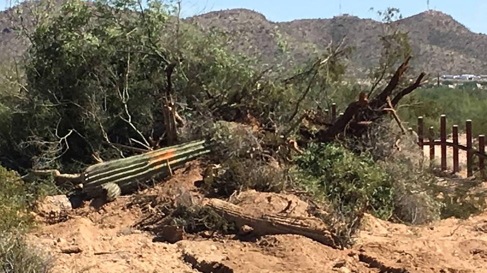 Groups are alleging that saguaro cactus knocked down for a border wall in Organ Pipe Cactus National Monument are being sold illegally/NPCA, Kevin Dahl file