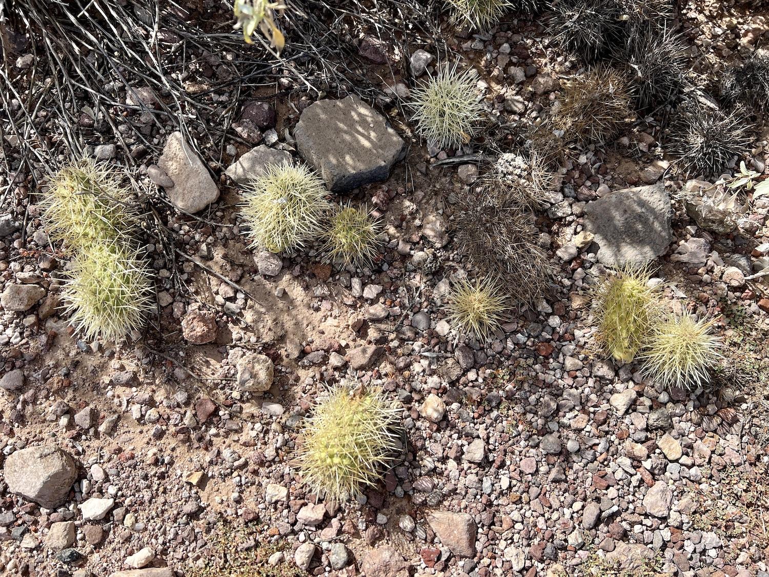 Avoid stepping on these cacti balls unless you want to &quot;get cholla'ed.&quot;