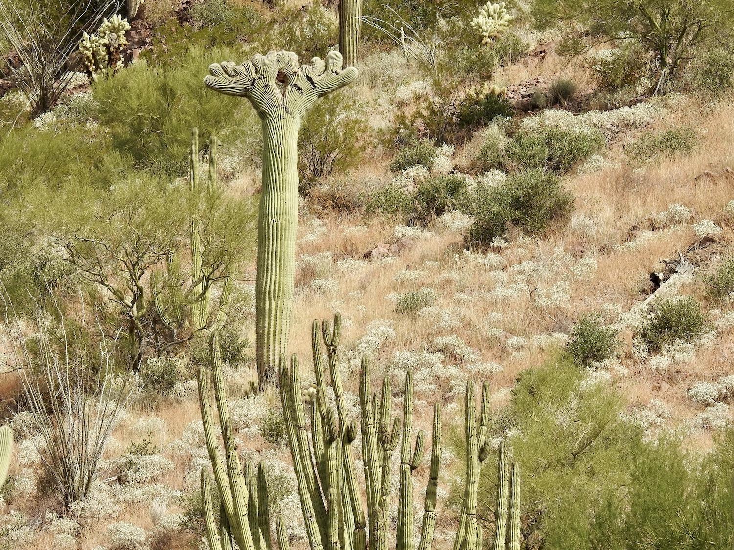 Nestled among the &quot;normal&quot; cacti along Ajo Mountain Drive is this oddball version of a saguaro known as a &quot;cristate.&quot; 