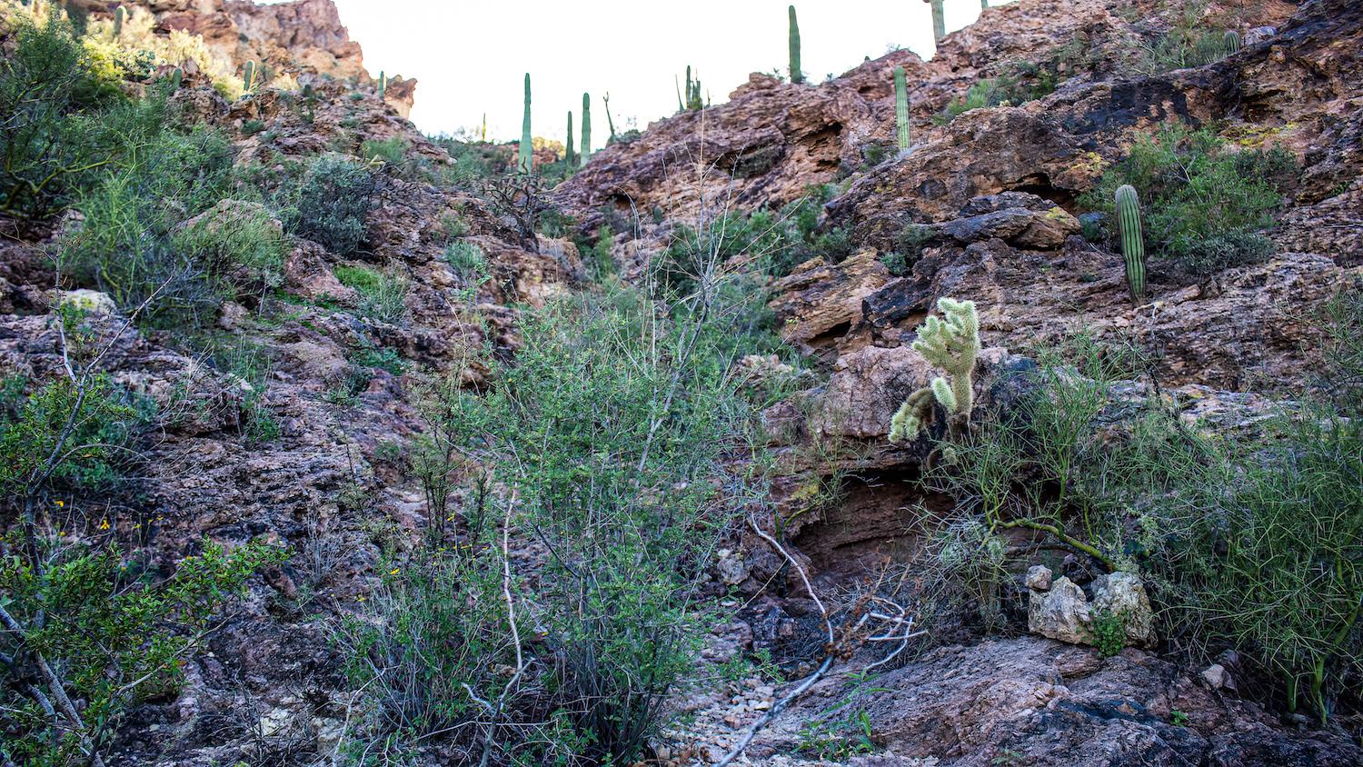 Trekkers across Organ Pipe Cactus National Monument would move from water source to water source in the Sonoran Desert. Dripping Springs is one active source that is an easy hike for those wanting to see a desert spring. Filter the water before drinking.