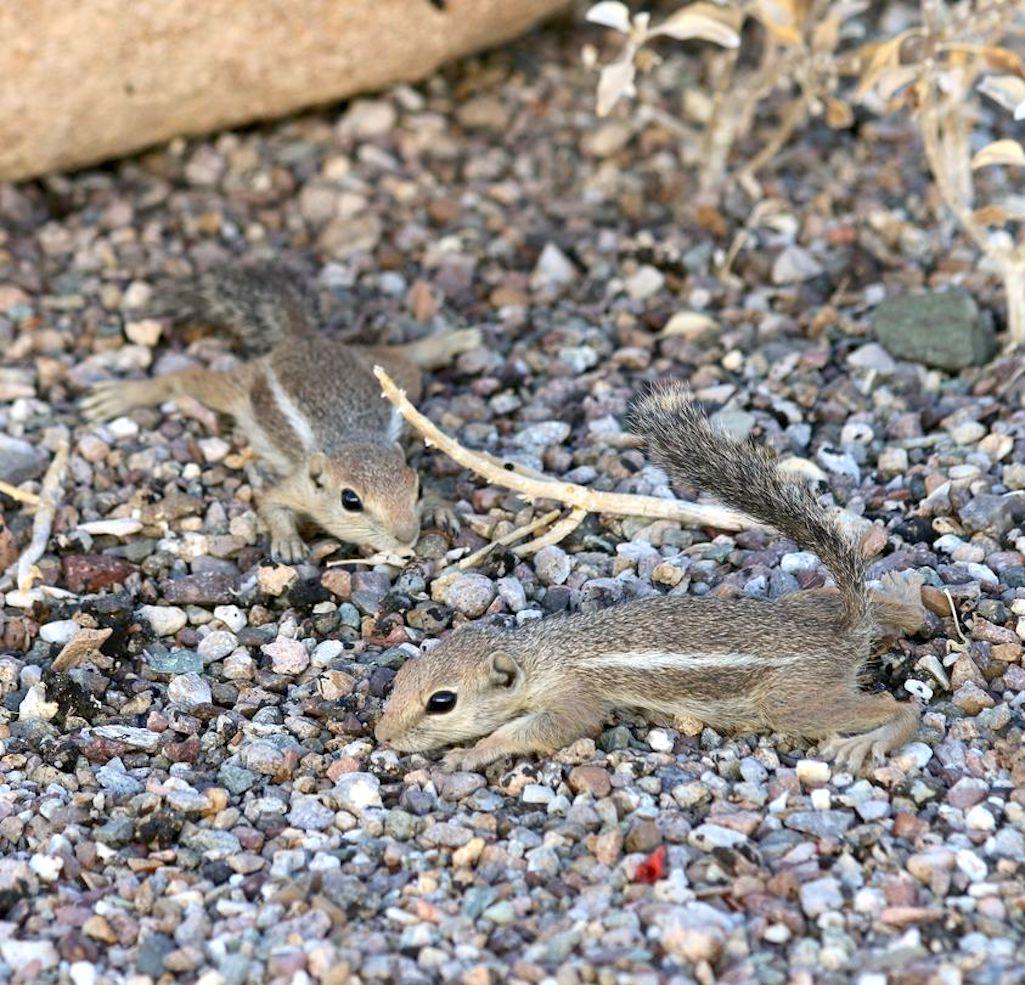 Harris's antelope squirrels at Organ Pipe Cactus National Monument/NPS