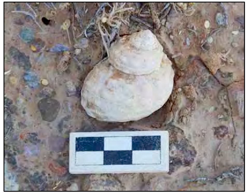 A mollusk shell found by archaeologists pointed to an ancient trade route/NPS, Andrew Veech