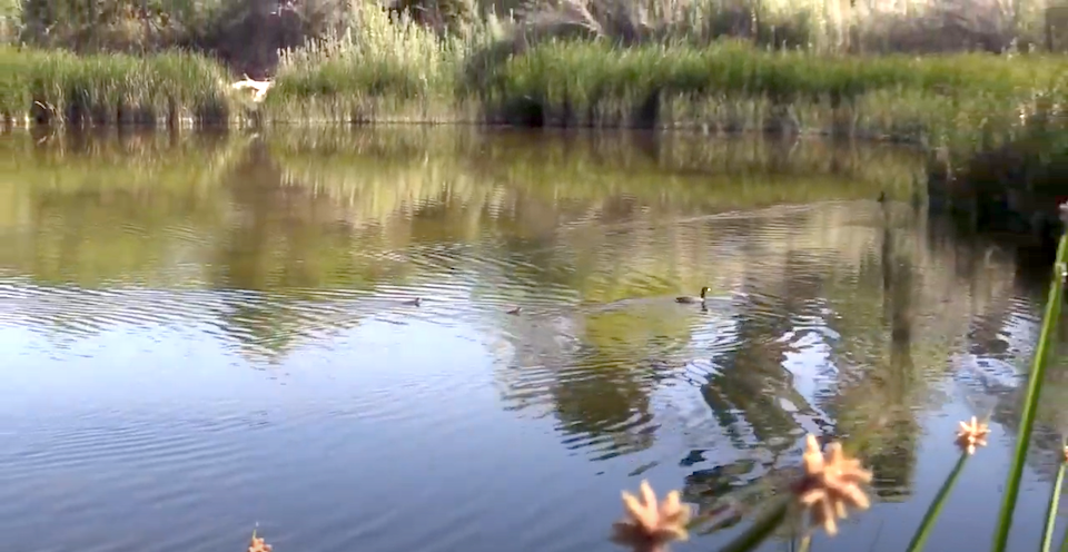 Quitobaquito pond during better times/Patrick Cone file
