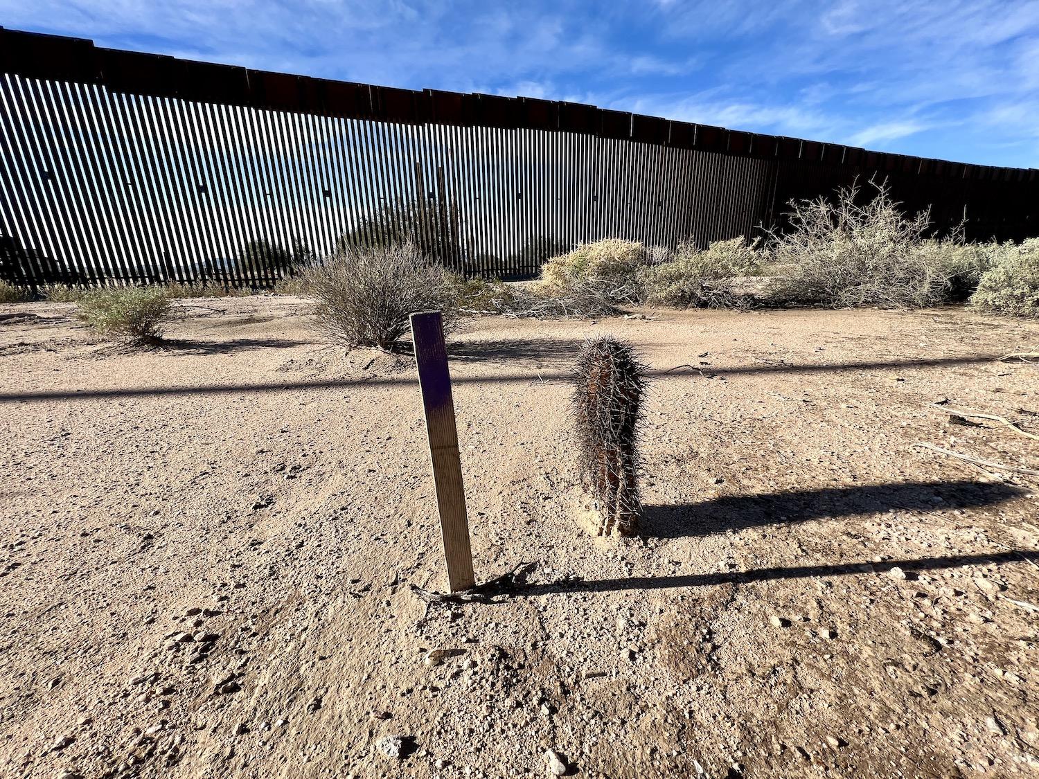 A wooden marker stands beside an ailing cactus that was relocated when the border wall was built.