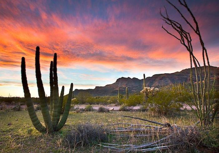 Groundwater is the key to life at Organ Pipe National Monument: Source: National Park Service