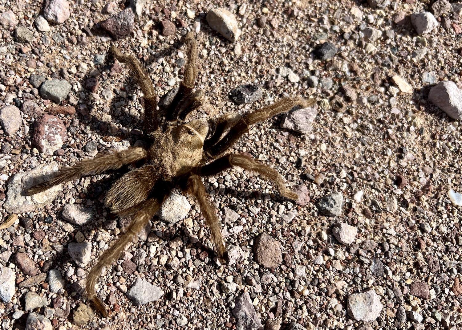 We kept a respectful distance when watching this tarantula cross the road on Ajo Mountain Drive.