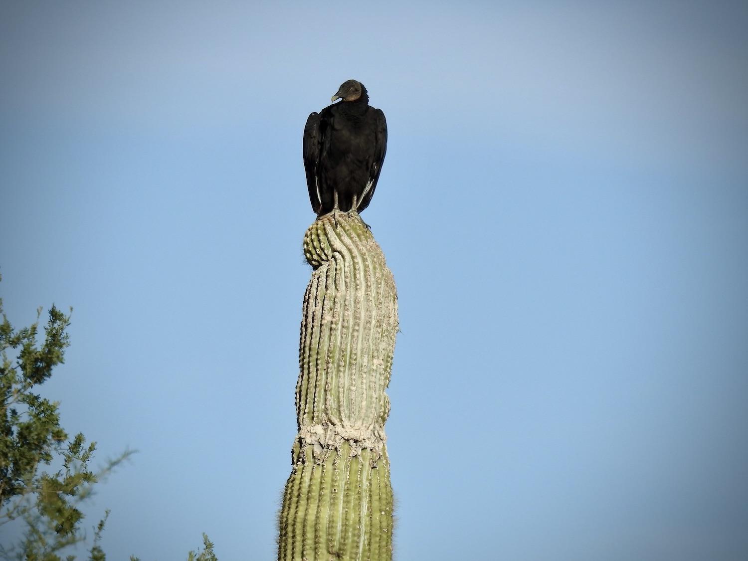 A turkey vulture rests on a saguaro cactus in Organ Pipe Cactus National Monument.