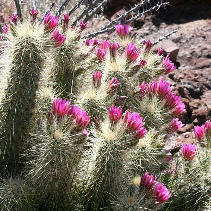 A blooming hedgehog cactus, Organ Pipe Cactus National Monument / NPS file