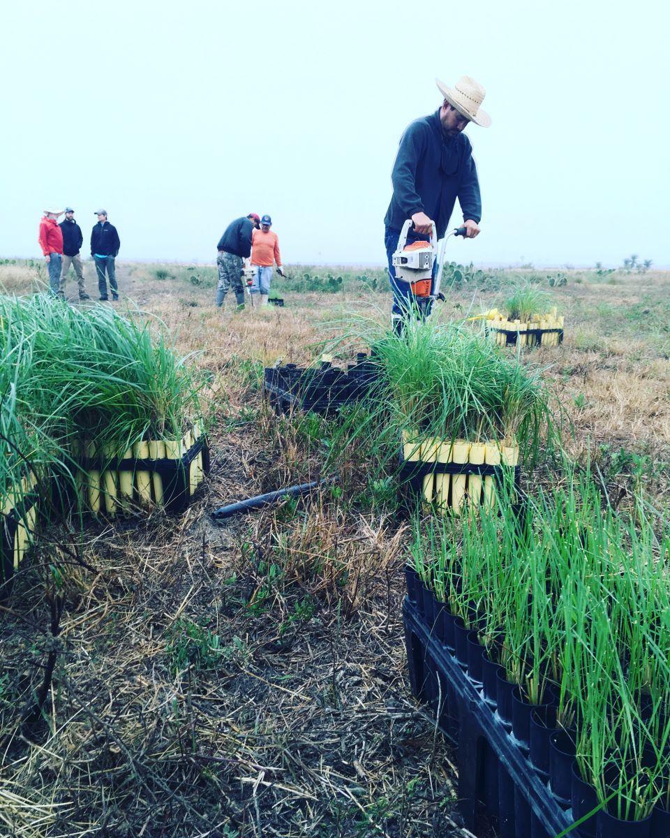 Volunteers will plant about 50,000 plugs of Gulf Cordgrass/NPS