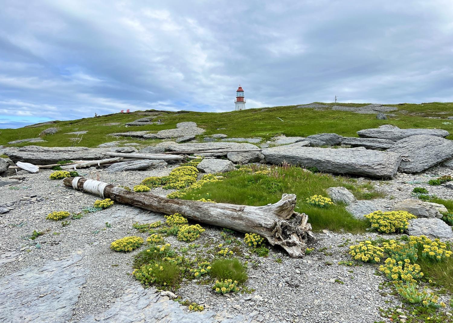 The Point Riche Lighthouse stands on flower-dotted limestone barrens in Port au Choix National Historic Site.
