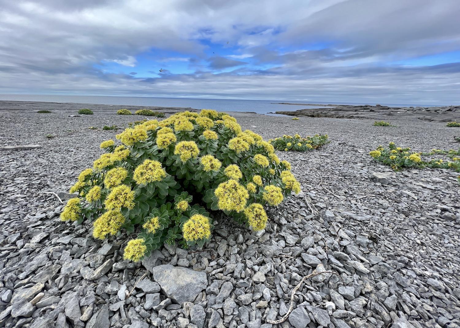 Roseroot flourishes by the ocean along the limestone barrens of Port au Choix National Historic Site.
