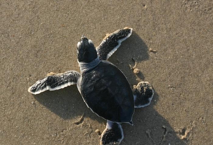 Threatened green sea turtles occasionally nest on the national seashore, too/NPS