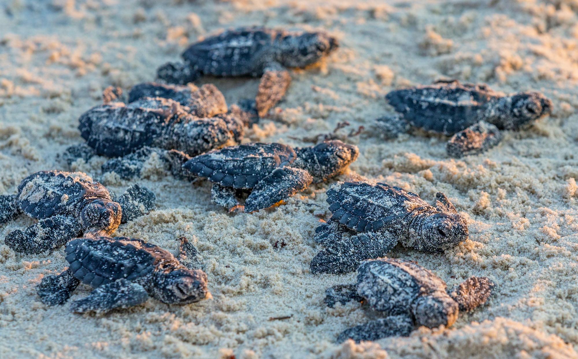 Since the program began at Padre Island in 1978, more than 180,000 hatchlings have been released into the Gulf of Mexico/Rebecca Latson