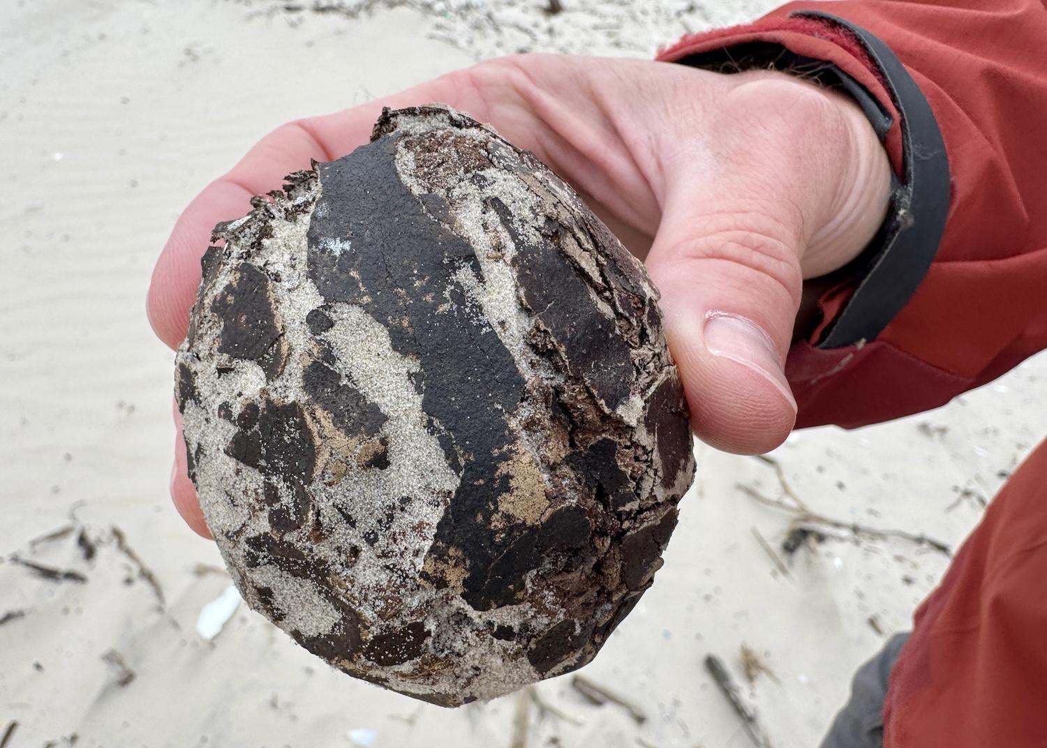 A brain bean (aka brainfruit) discovered on Malaquite Beach at Padre Island National Seashore.