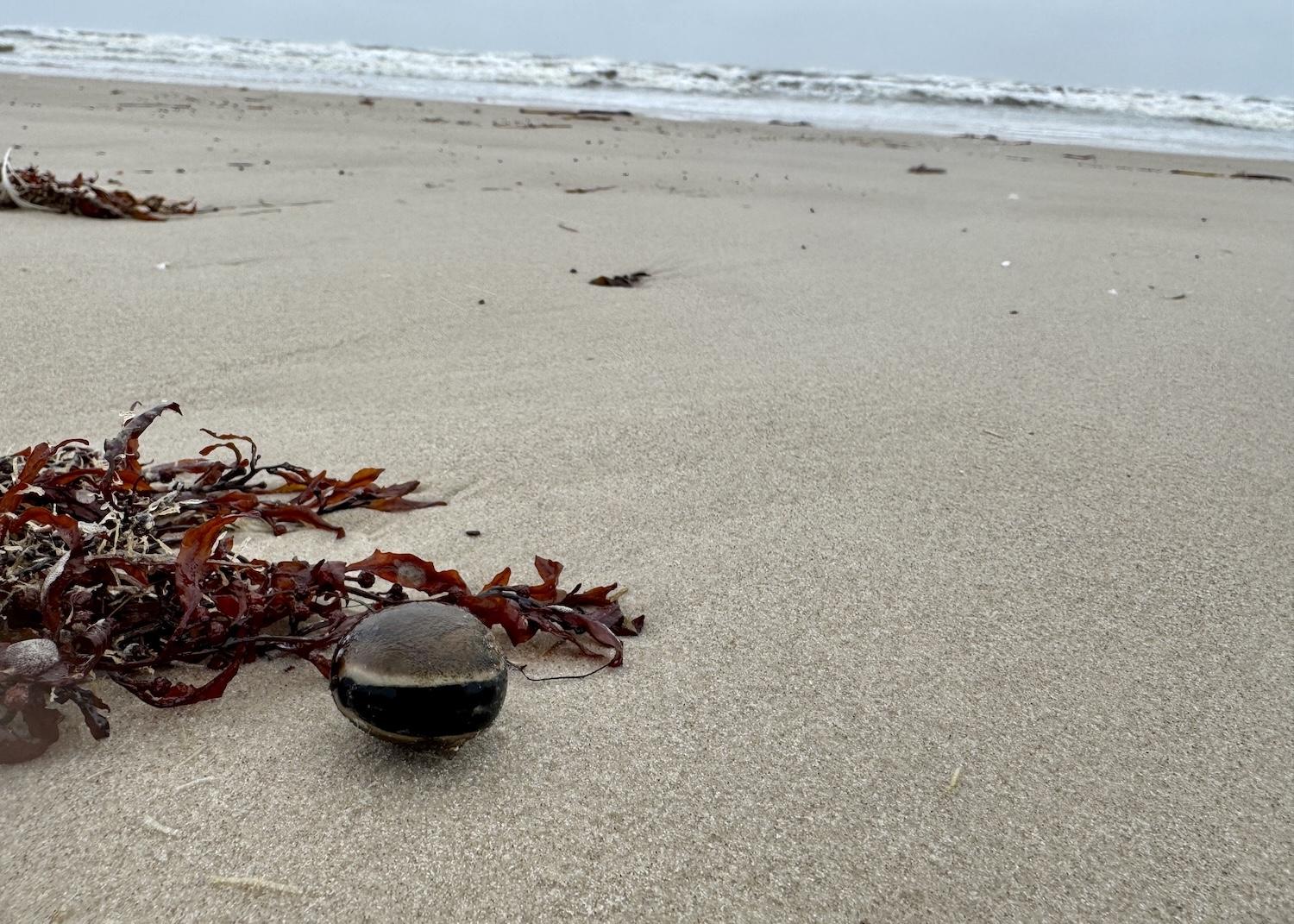A hamburger bean awaits beachcombers at Padre Island National Seashore in Corpus Christi, Texas.