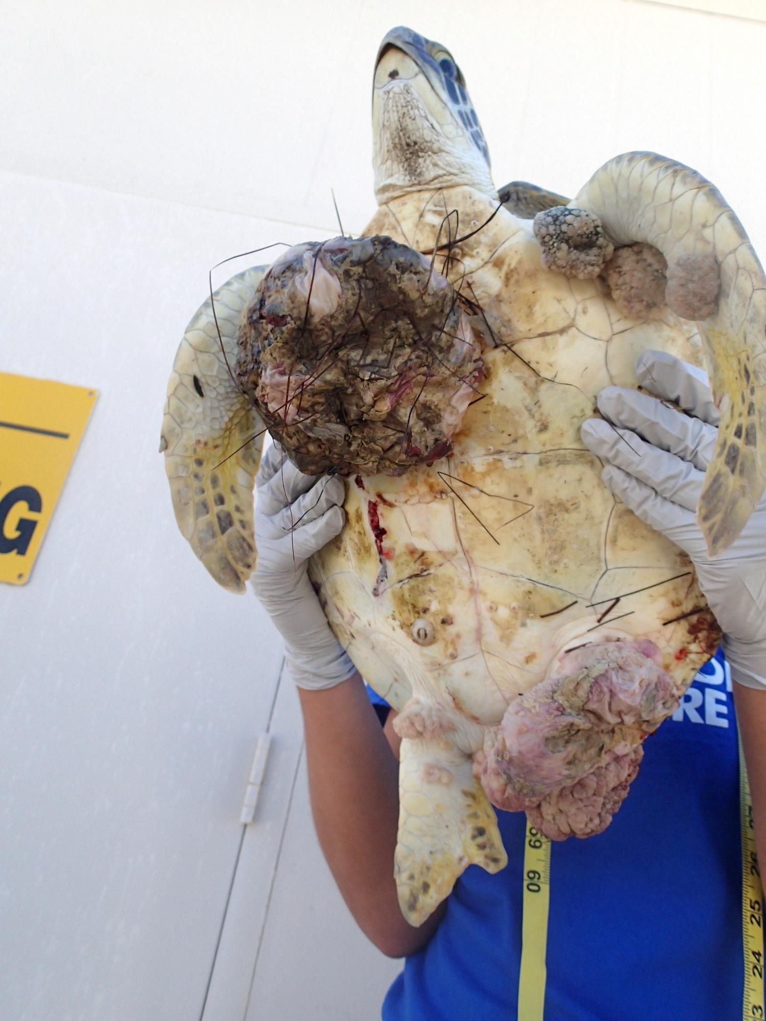A sea turtle with Fibropapillomatosis, a herpes-like disease that causes large tumors/NPS