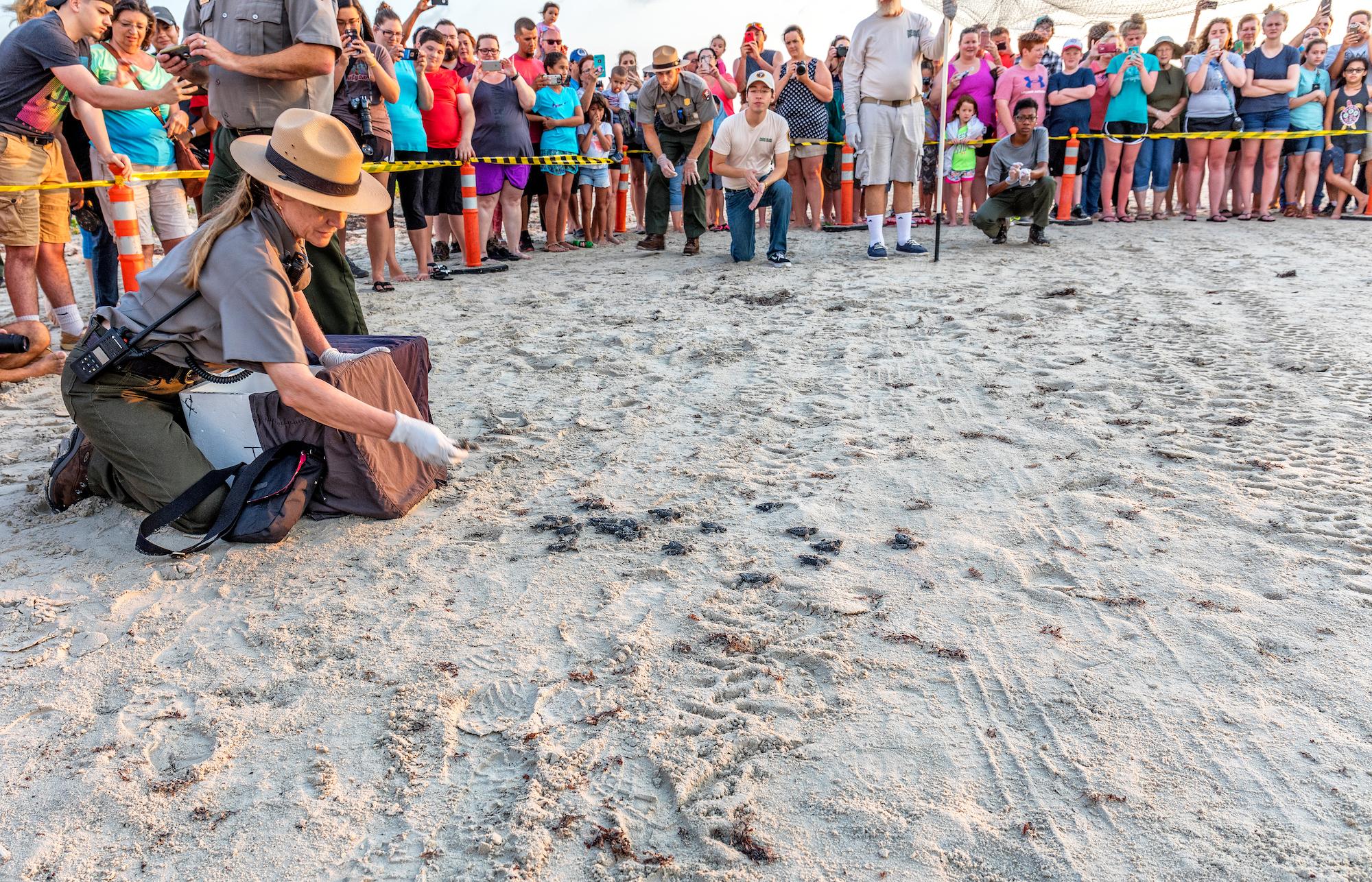 Dr. Donna Shaver, releasing hatchlings in 2017, raised public interest in sea turtles and conservation through hatchling release events/Rebecca Latson