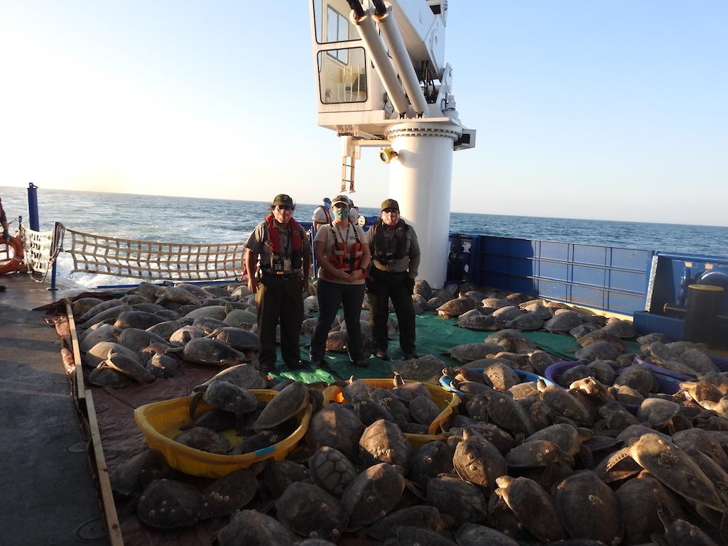 More than 11,000 sea turtles were stunned by the cold weather that plunged through Texas over the past two weeks/NPS