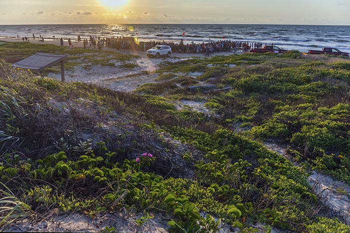 860 attendees on this day's public hatchling release, Padre Island National Seashore / Rebecca Latson