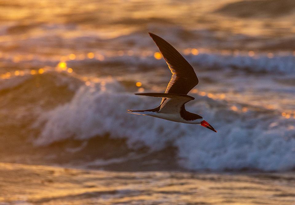 Sun-gilded skimmer, Padre Island National Seashore / Rebecca Latson