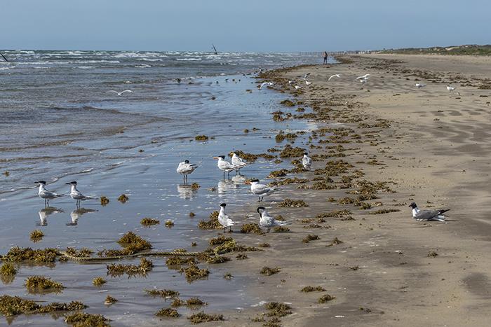 Just another day at the beach, Padre Island National Seashore / Rebecca Latson