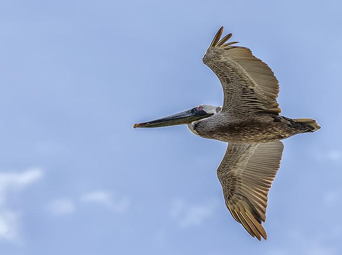 Brown pelican overhead of the photographer, Padre Island National Seashore / Rebecca Latson
