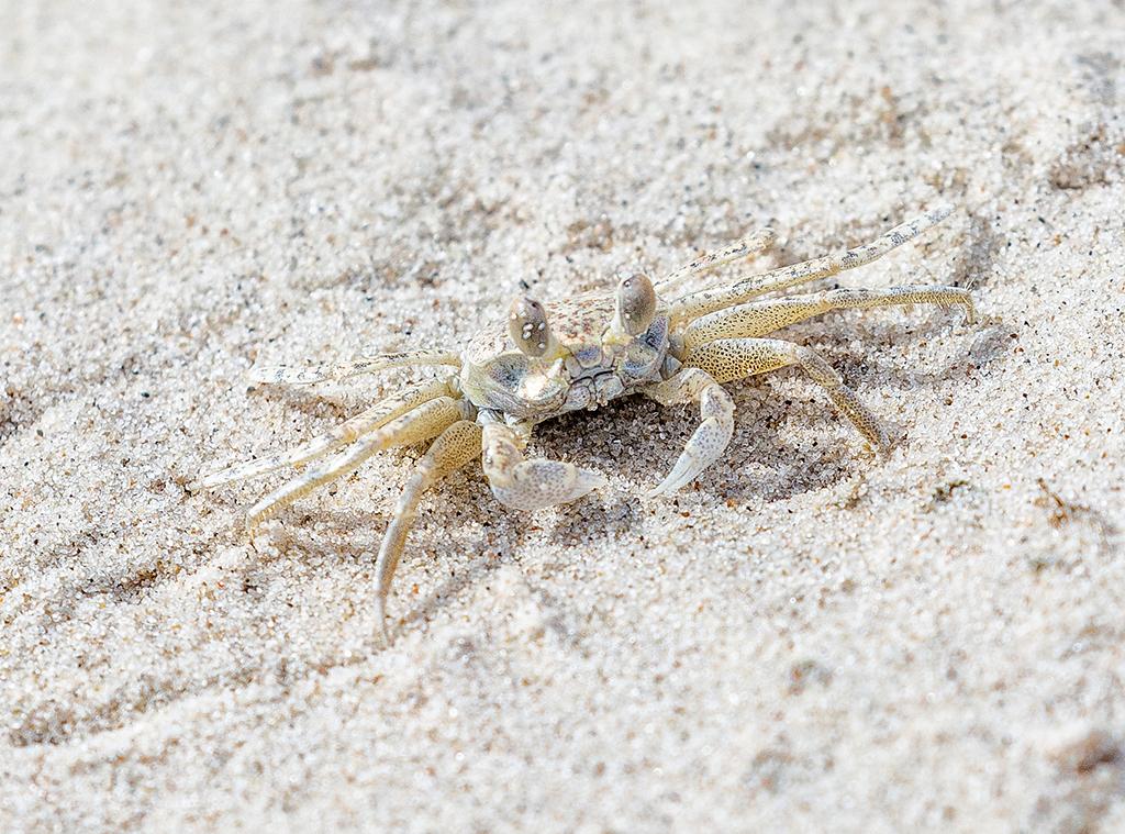 A little ghost crab blending in with the sand, Padre Island National Seashore / Rebecca Latson