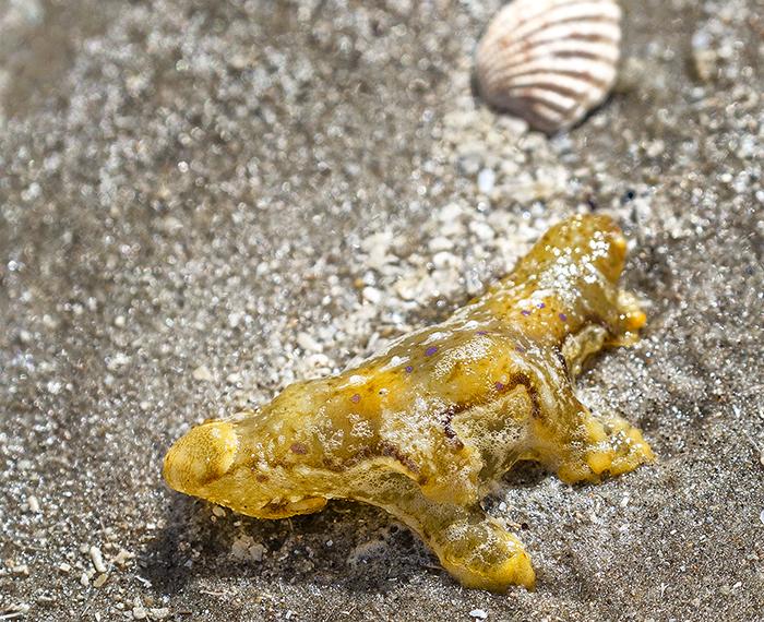 a Sargassum Nudibranch washed up by the tide, Padre Island National Seashore / Rebecca Latson