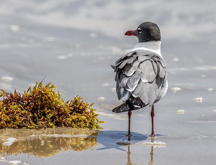 Laughing Gull, Padre Island National Seashore / Rebecca Latson