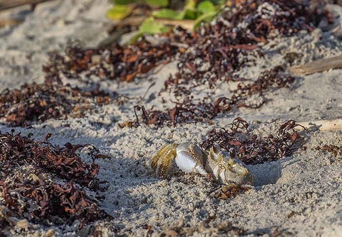 Howdy neighbor! Ghost crab, Padre Island National Seashore / Rebecca Latson