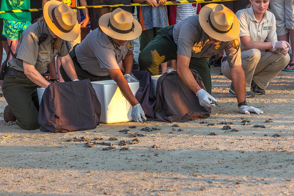 Releasing the hatchlings, Padre Island National Seashore / Rebecca Latson
