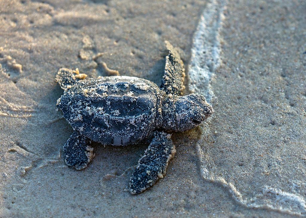 A Kemp's ridley hatchling, Padre Island National Seashore / Rebecca Latson