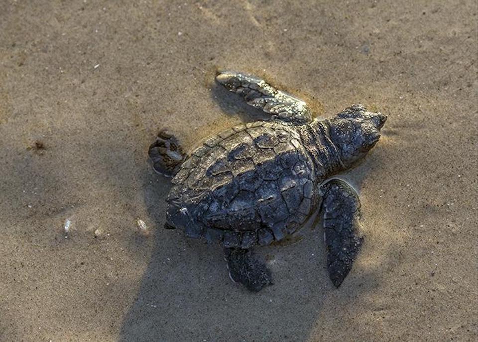 Scaling back the Sea Turtle Science and Recovery Program at Padre Island National Seashore is a mistake/Rebecca Latson file