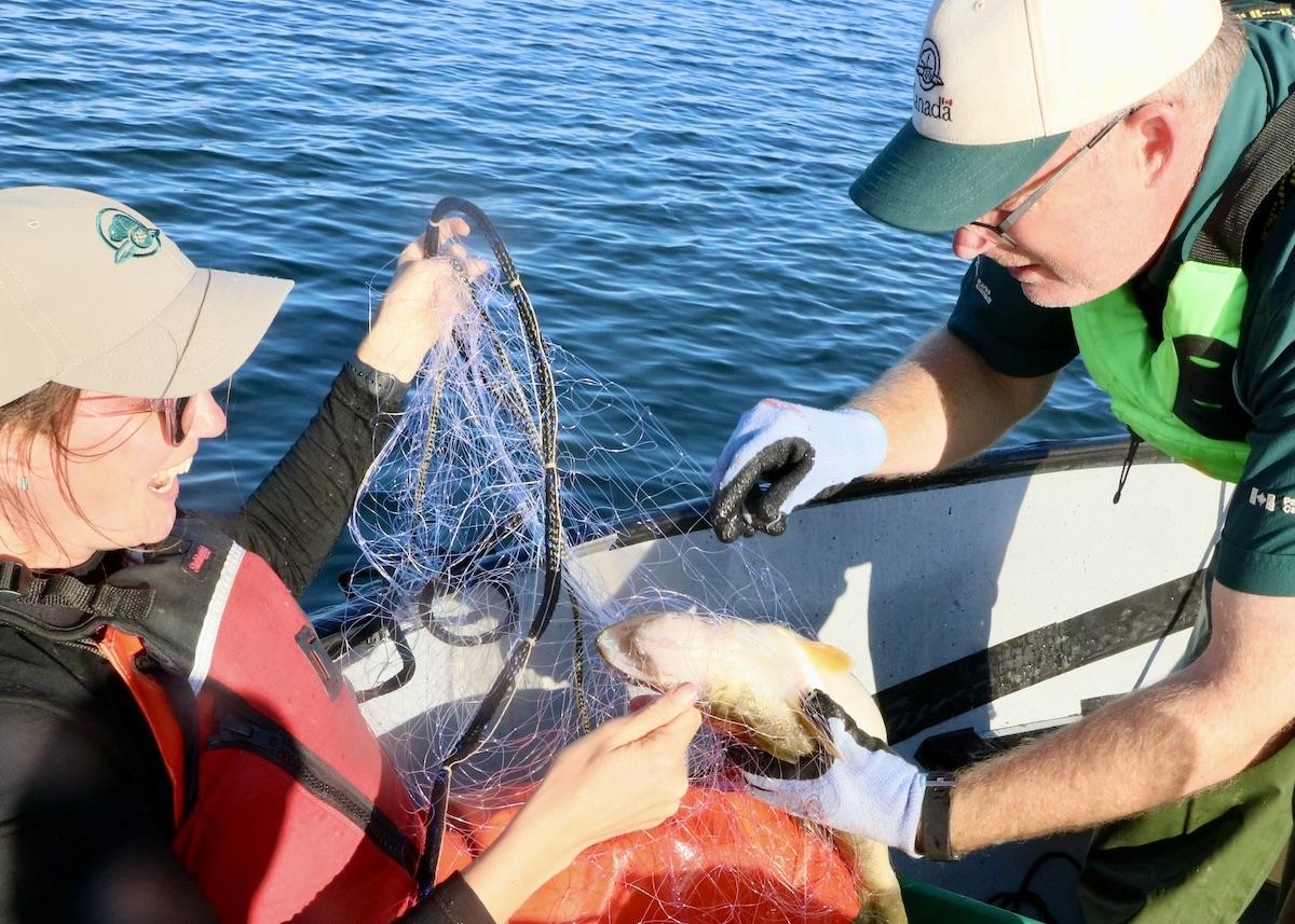 Lake trout research has been done on various lakes in Prince Albert National Park for the last 13 years.