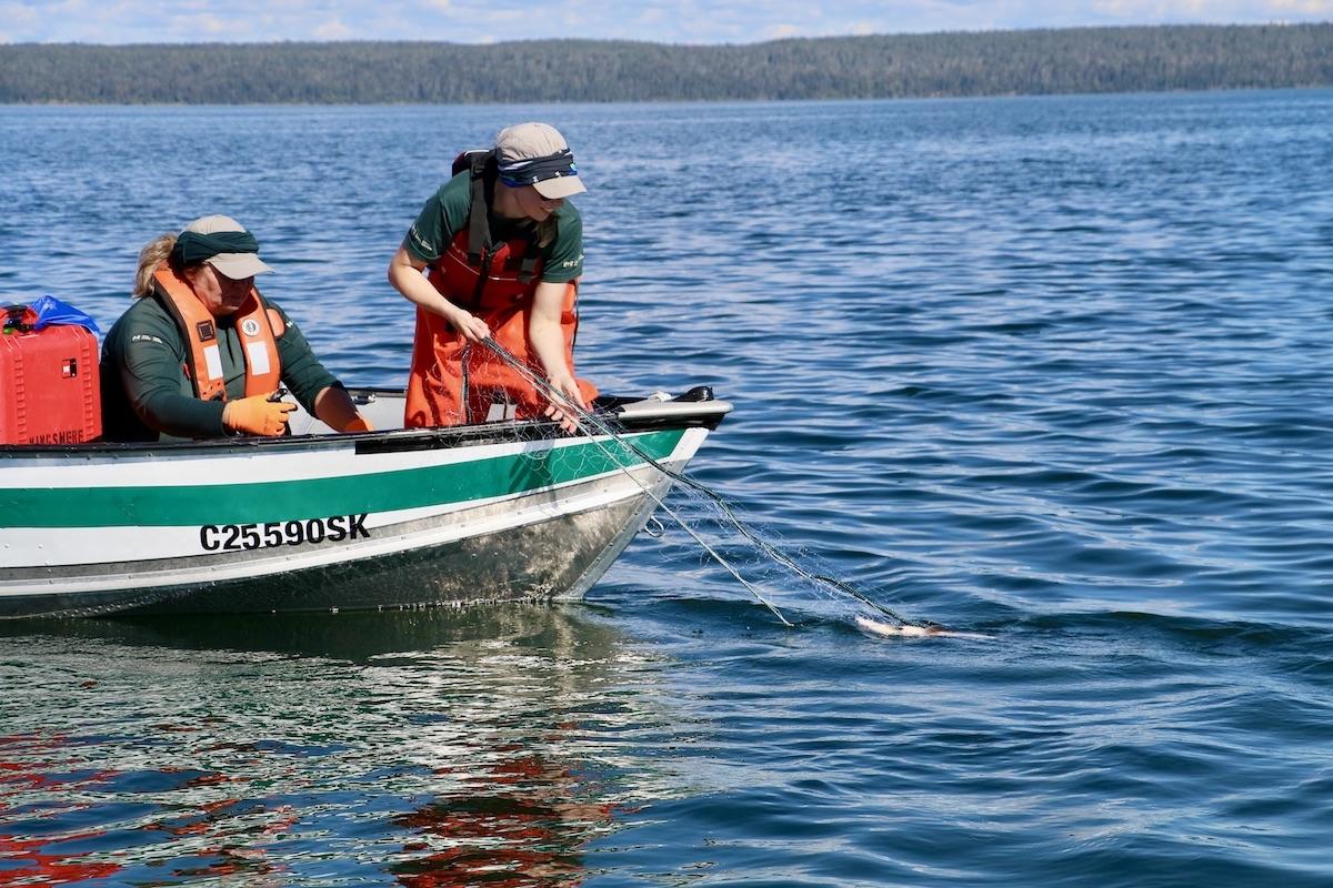 Lake trout research is conducted at Crean Lake in the fall of 2021.