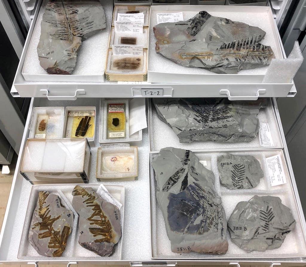 A look inside the holotype cabinet in the Petrified Forest National Park museum collections/NPS