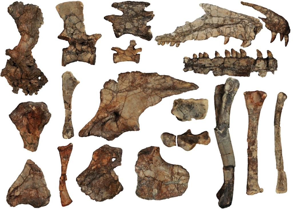 Several of the hundreds of fossil specimens of Puercosuchus traverorum found at Petrified Forest National Park/NPS