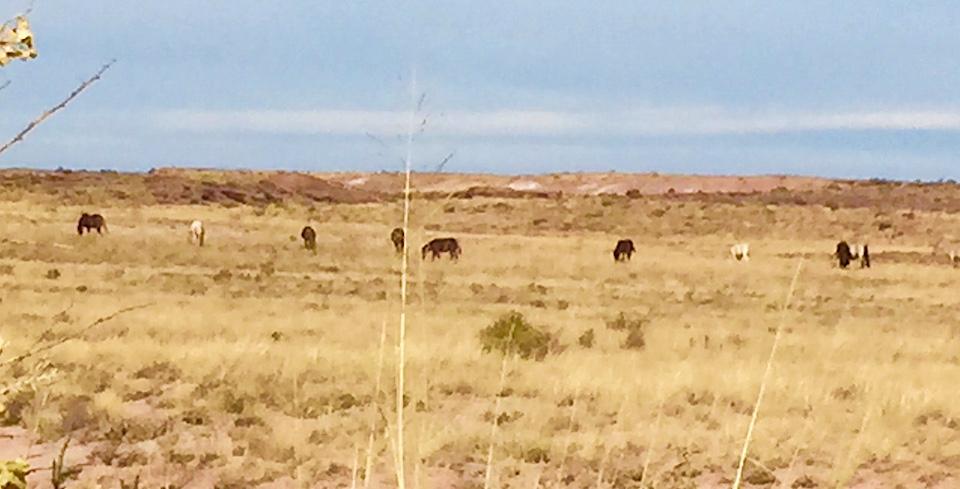 Look hard enough in the park's Painted Desert landscape, and you just might spy some feral horses/Barbara Jensen