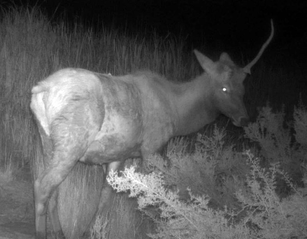 A wildlife cam image of a unicorn - er - elk with only one antler, Petrified Forest National Park / NPS file