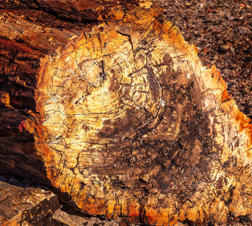 Petrified tree rings, Petrified Forest National Park / Rebecca Latson